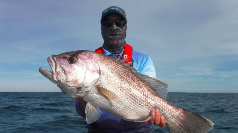 Going After Dhufish? Here are some great fish facts and fishing tackle  hints.