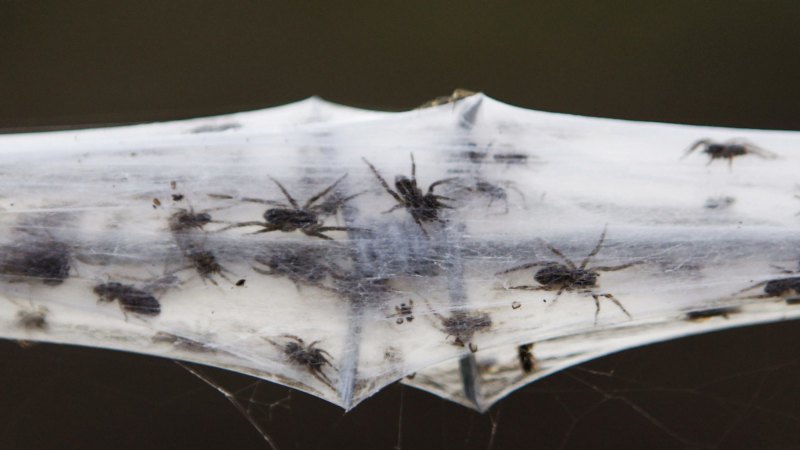 Raining spiders in Goulburn: Australia's freak event explained
