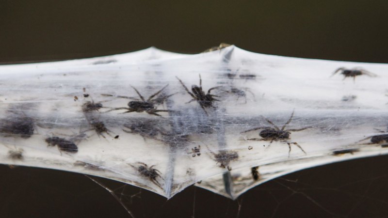 Yep, It Was Literally Raining Spiders And Spider Webs In Australia (Photos)