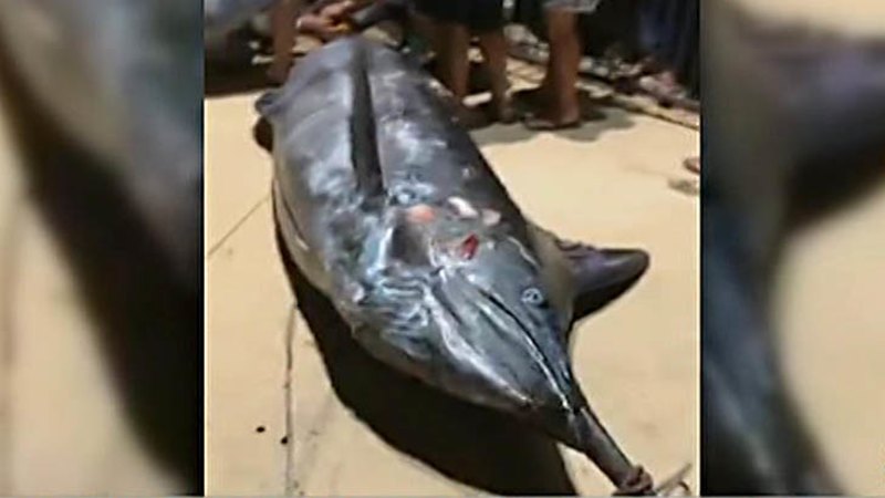 Video: Record-breaking blue marlin caught in WA