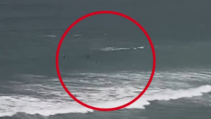 ‘Good luck’ saved shark attack victim, lifesaving boss says