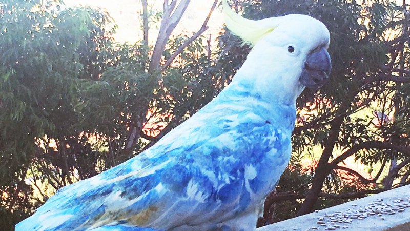 Blue, green, pink and yellow cockatoos 