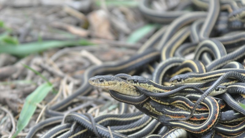 Short Term Sex Strategy For Male Garter Snakes Connected To Shorter Brutish Life