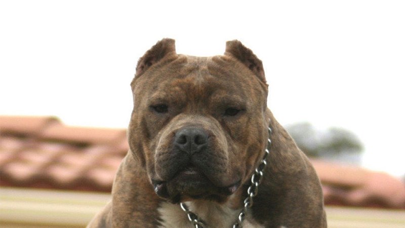 are american pit bulls banned in australia