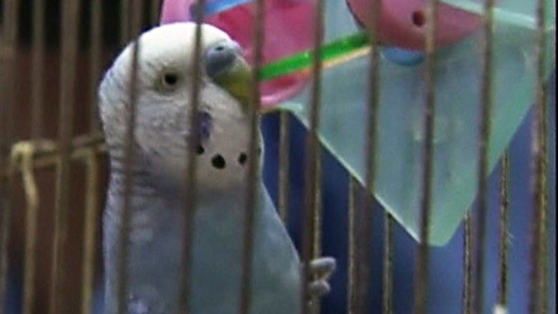 Video: Missing budgie recites address