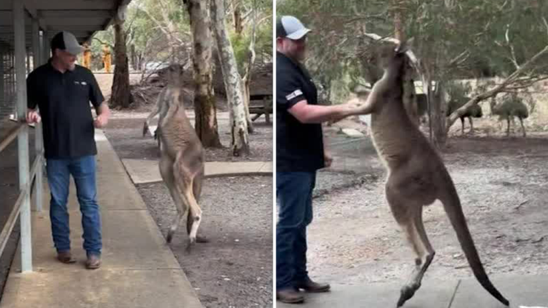 Replay feature added to Kangaroo TV