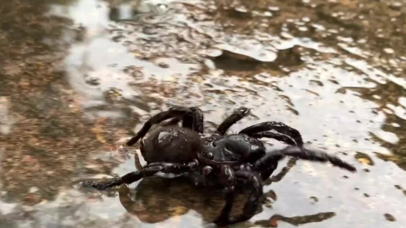 Funnel Webb spider numbers surge due to recent hot weather