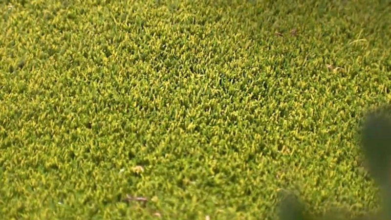 Queensland family faces fine over ‘immaculate’ lawn