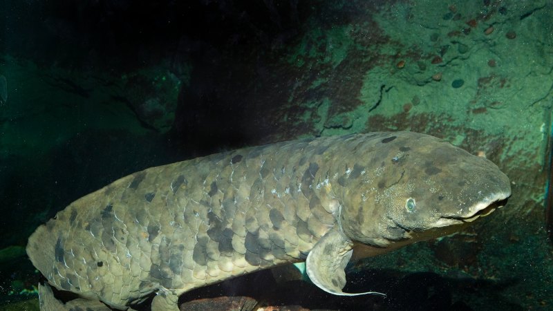 World farewells oldest captive fish, from 'living fossil' species endemic  to Qld