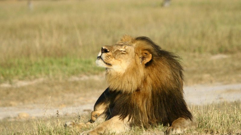 Brisbane Lions CEO says real lion at game 'only an idea'