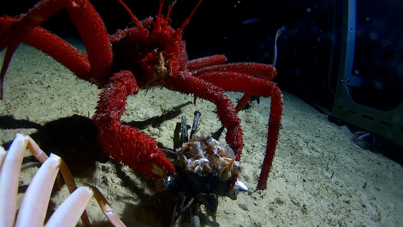 Like another world': deep-sea animals on the ocean floor