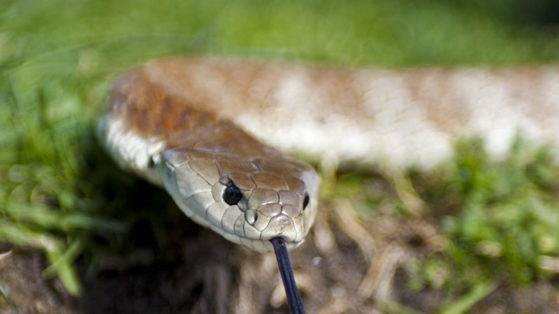 WA residents allowed to kill snakes if they feel threatened
