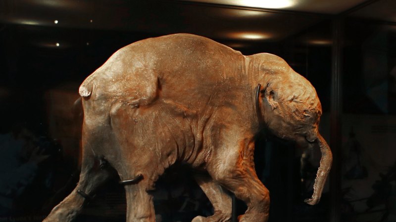 Meet Lyuba, the baby mammoth who came in from the cold