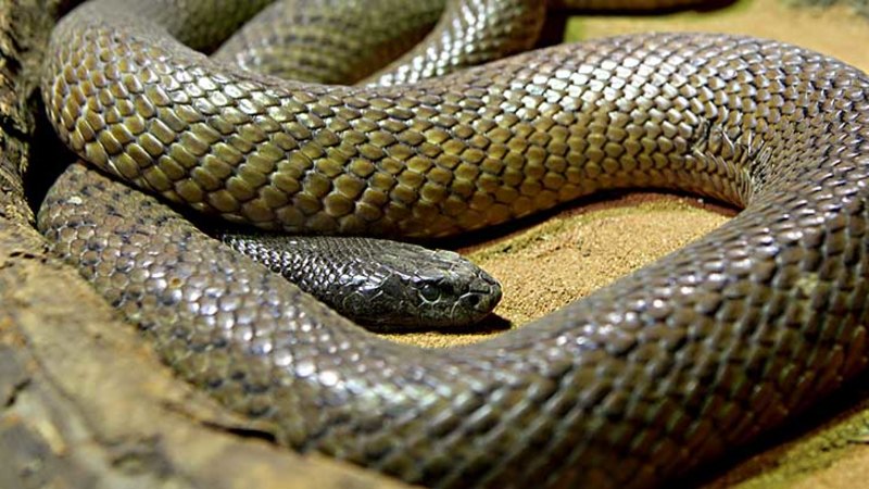 Video: Queensland man dies from Taipan bite