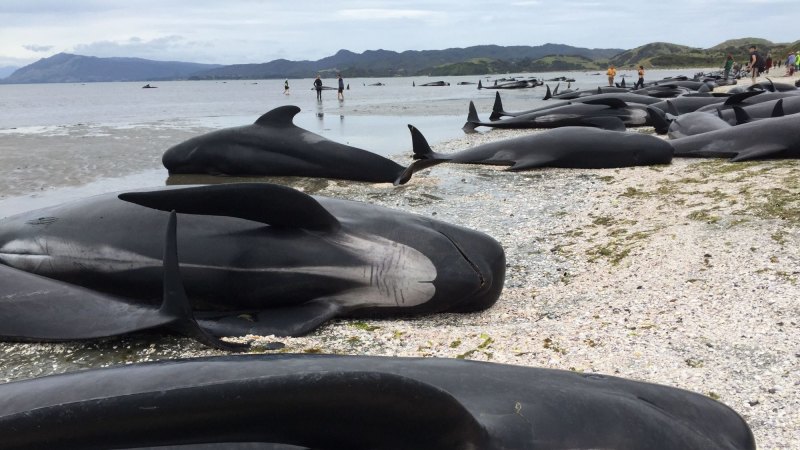 New Zealand races to rescue beached whales as 200 more come in