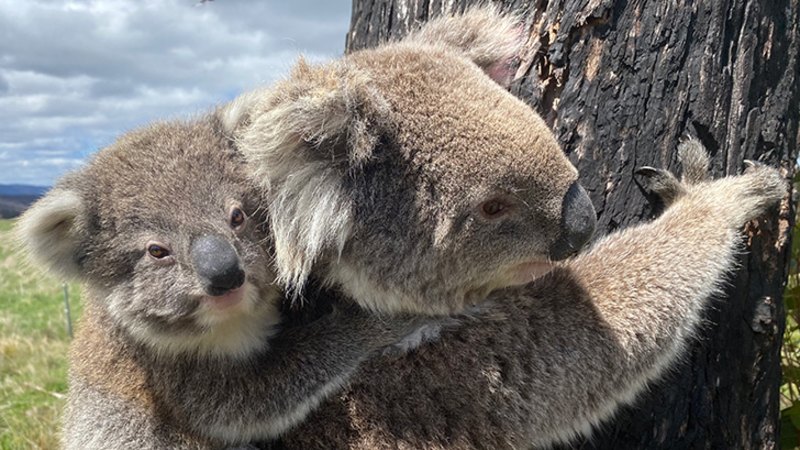 Koala Genome Probe To Unravel Genetic Mysteries