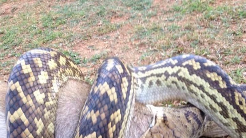 Snake Filmed Eating Snake In Ipswich