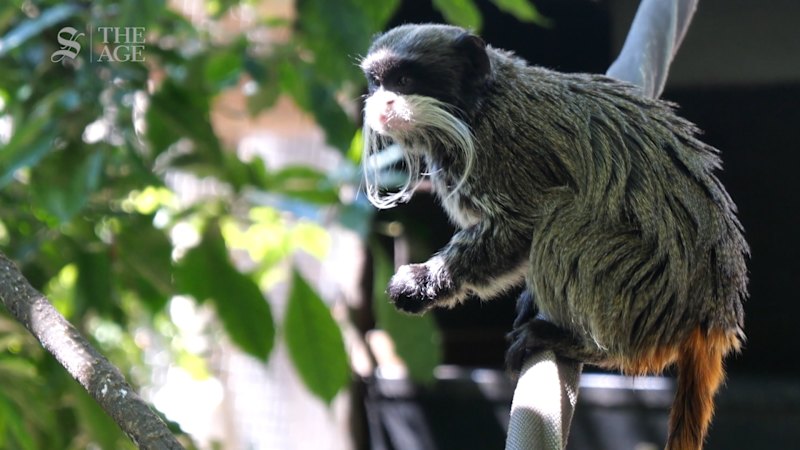 How Melbourne Zoo prepares its primates for heatwaves