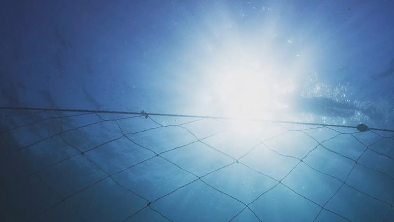 Marine biologist discusses shark culling amid spate of attacks