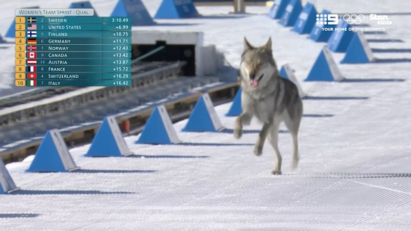 Local dog makes unexpected Olympic bid
