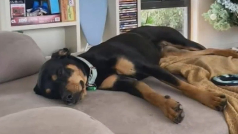 Woman accuses Spirit of Tasmania of losing her dog