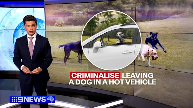 Plans to make it illegal to leave dogs in hot cars in NSW