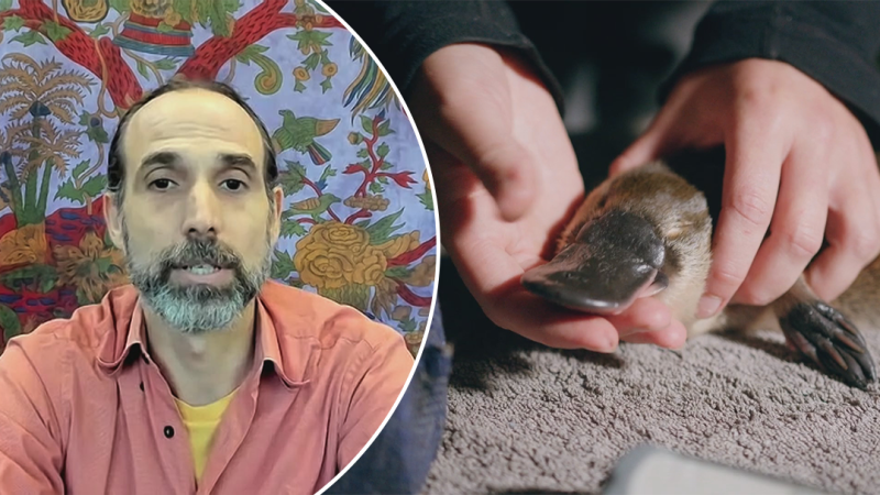 Baby platypus born where it was once locally extinct