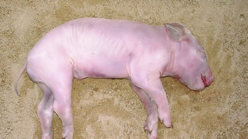 Pig burial experiment at Rookwood Cemetery