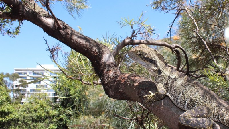 Some Brisbane reptiles double in size because of which park they live