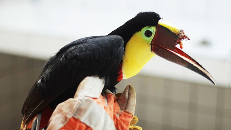 Toucan gets 3D-printed beak