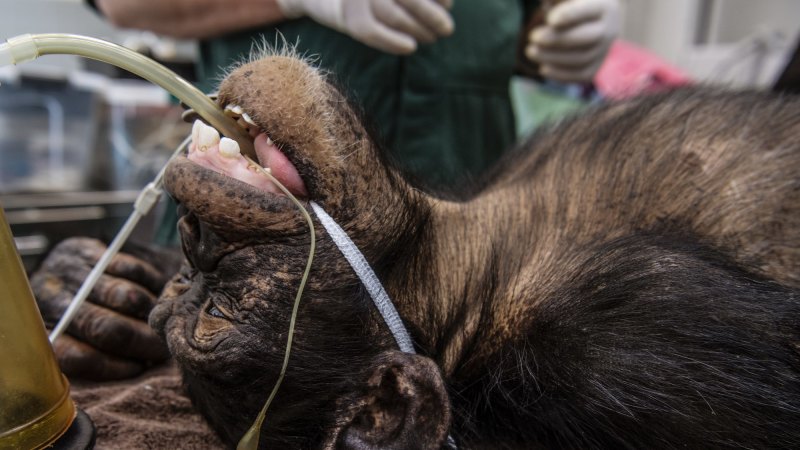 Routine check-up for the most dangerous animal in the zoo
