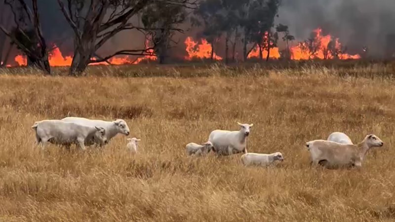Uncontrolled Longwood bushfire continues to burn