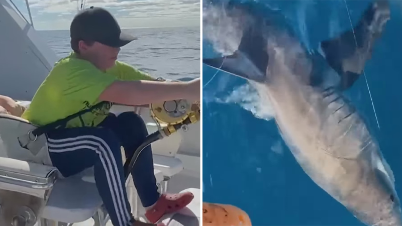 Boy, 12, reels in giant great white shark on boat while out fishing with  his family - Mirror Online