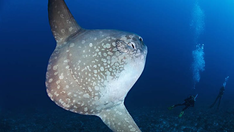 Video How Big Is A Sunfish 
