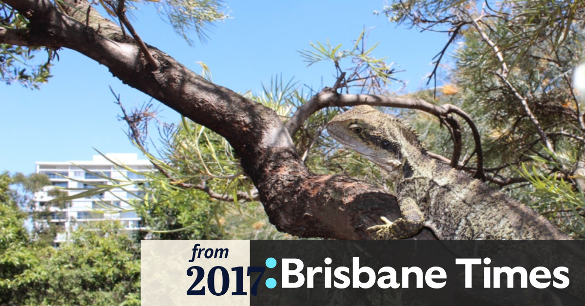 Some Brisbane Reptiles Double In Size Because Of Which Park