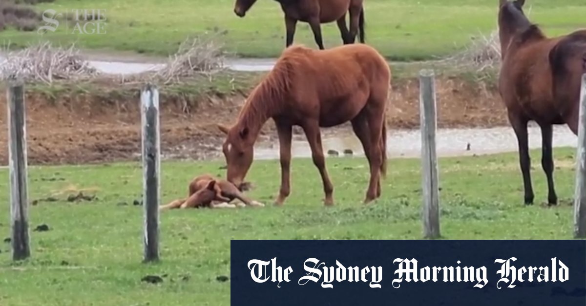 Disturbing scenes at Mt Eliza property