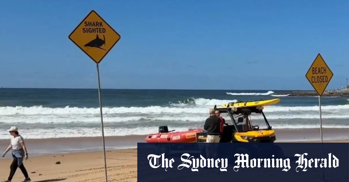 Sydney shark net trial on hold after deadly attack