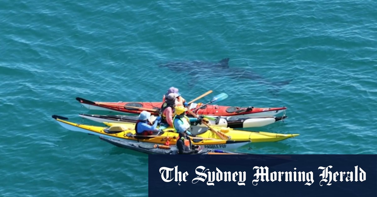 Stunning footage shows kayakers close encounter with great white