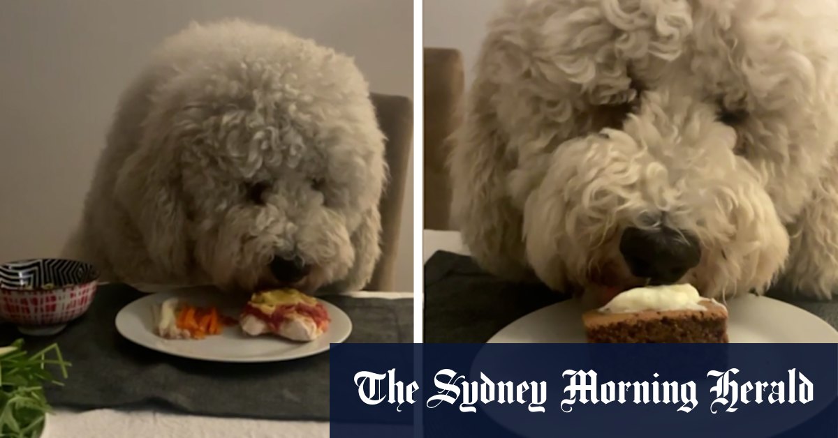 Video Owner and dog try the Dine With Your Dog meal kit