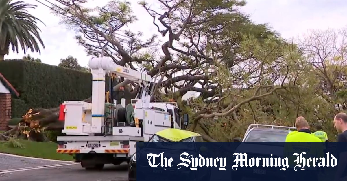 Massive tree smashes cars in ritzy street
