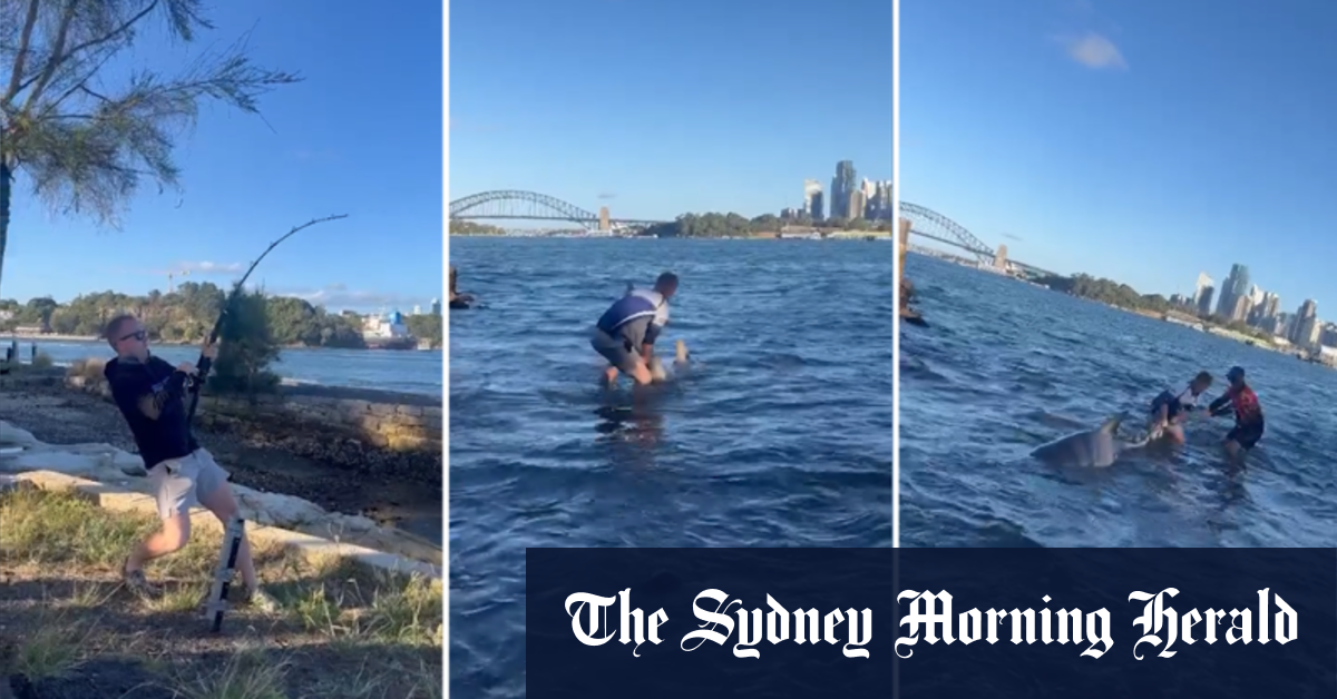 Video: Fisherman catches monster bull shark in Sydney Harbour