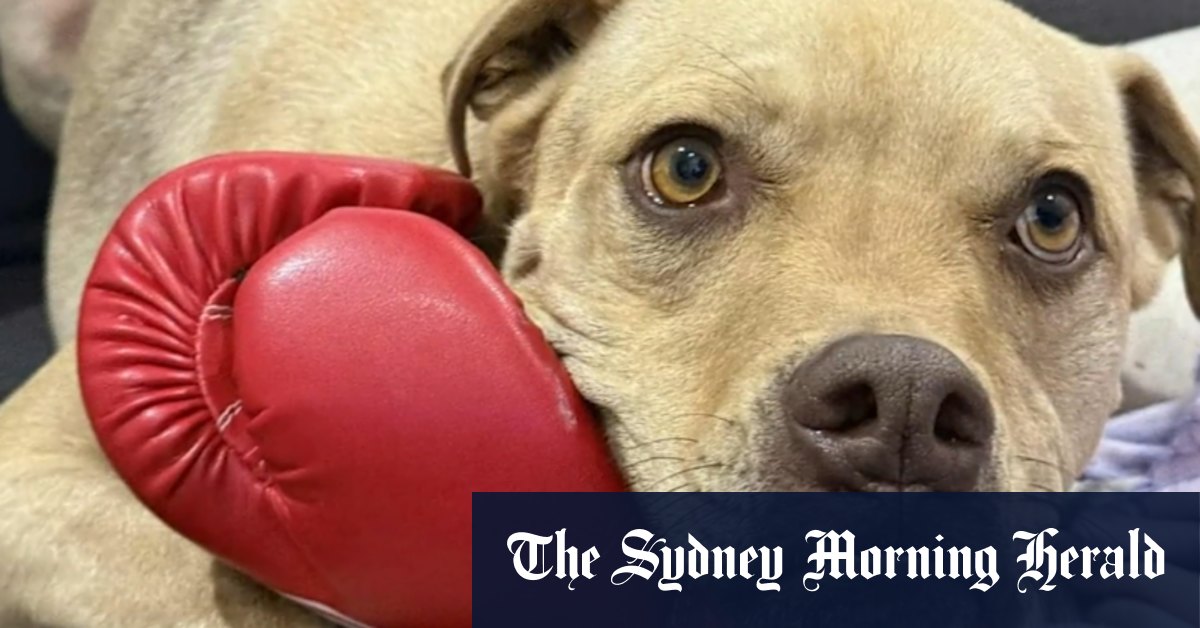 Family’s plea after dog killed in suspected home invasion