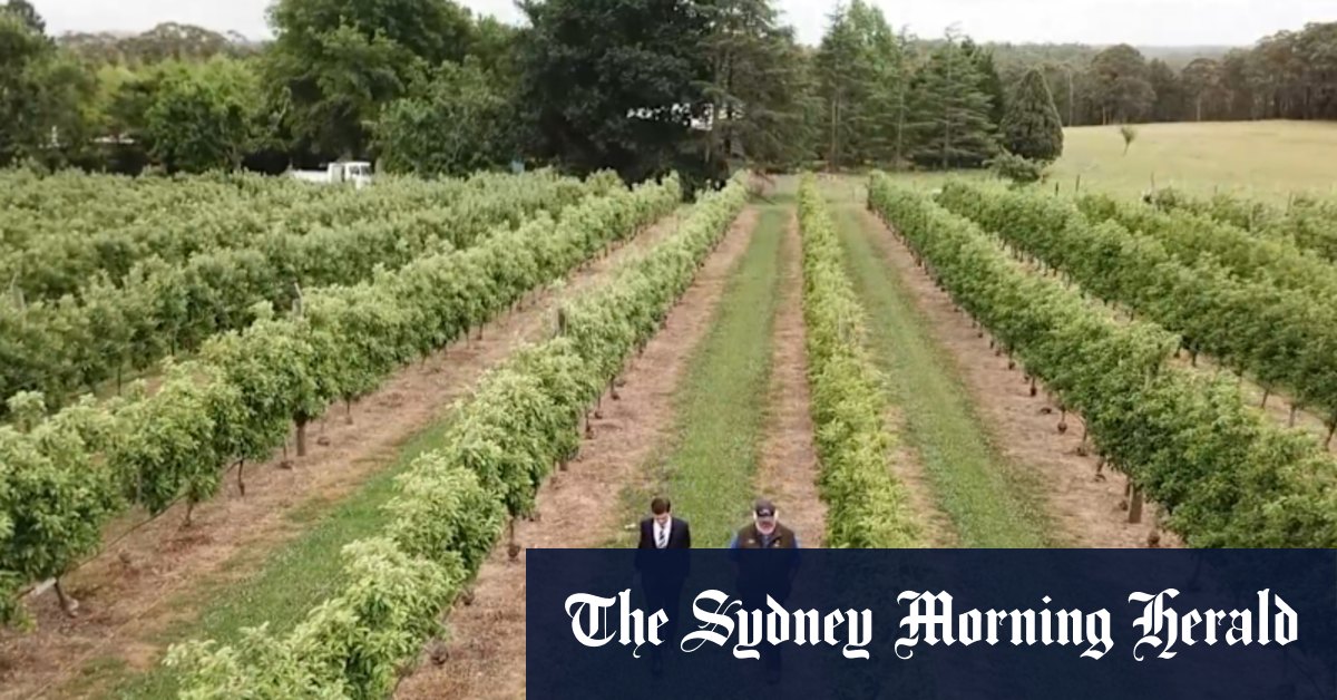 Mysterious shortage strikes greater Sydney apple orchards