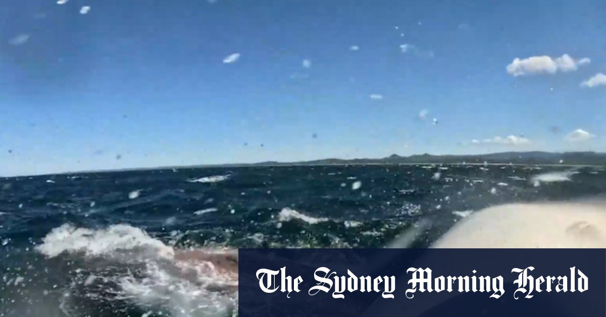 Humpback entangled near Brunswick Heads
