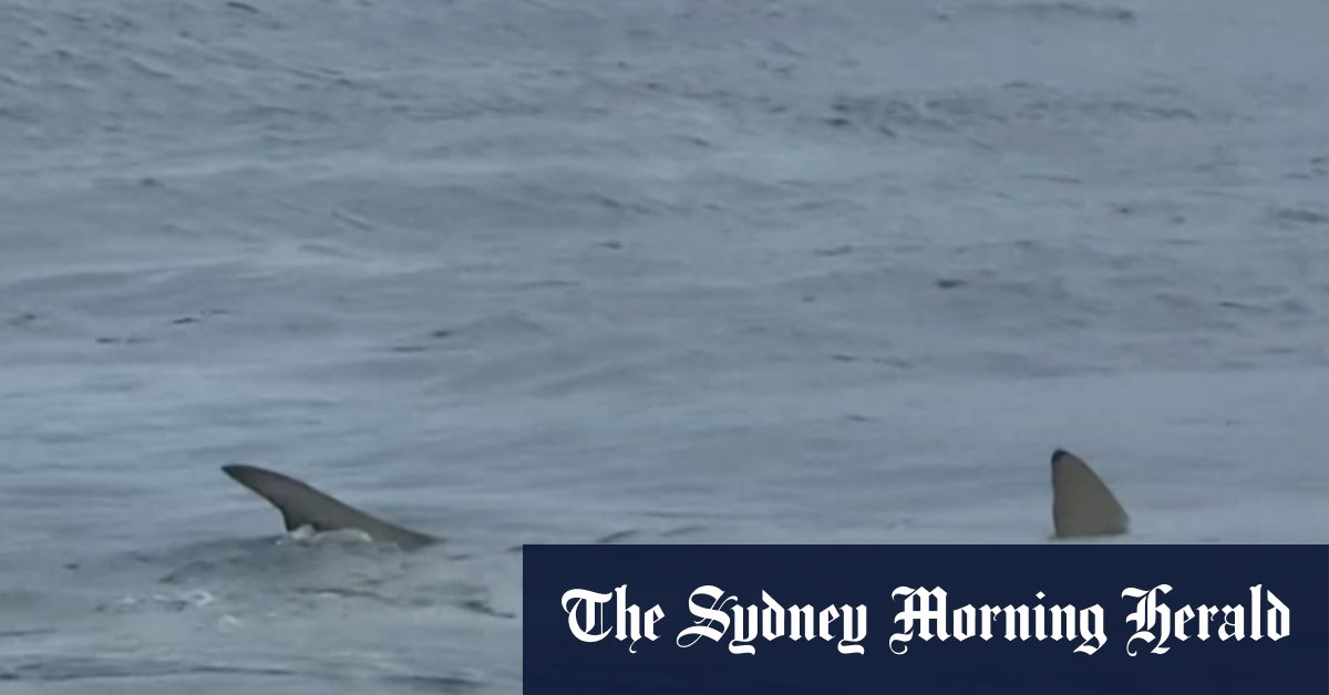 Shark feeding frenzy at Gold Coast beach