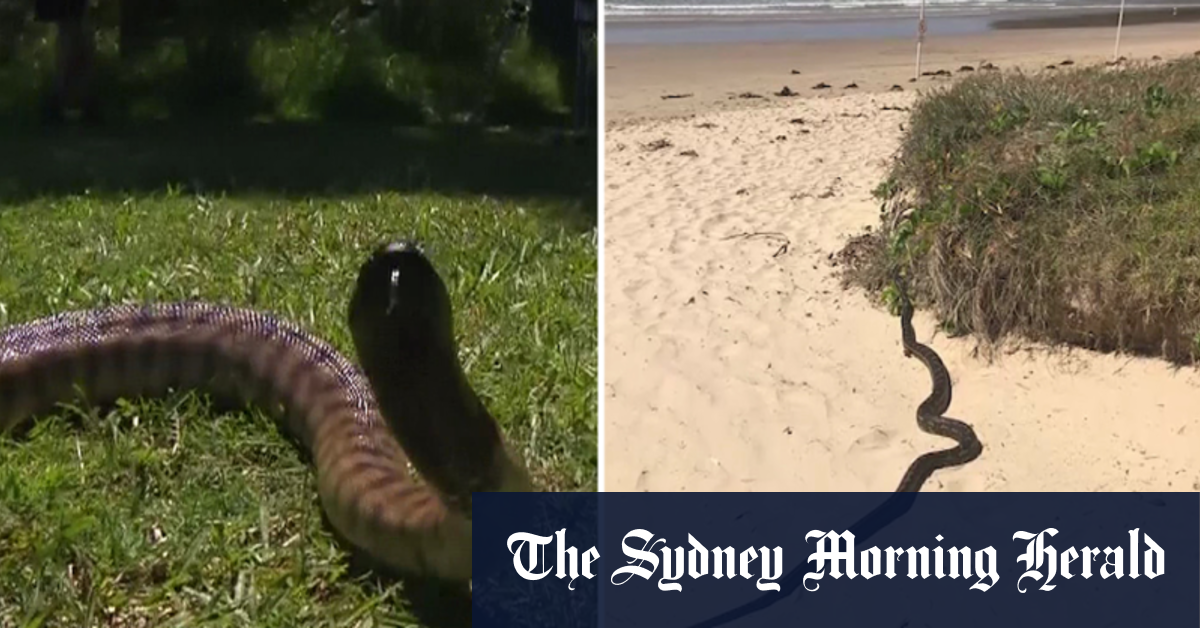 Video Wet weather bringing snakes out into the open
