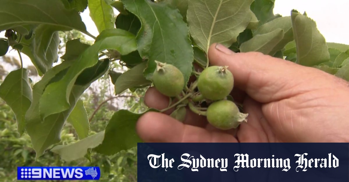 Bilpin apple crops experiencing difficulties for Royal Gala, Red Delicious and Granny Smith