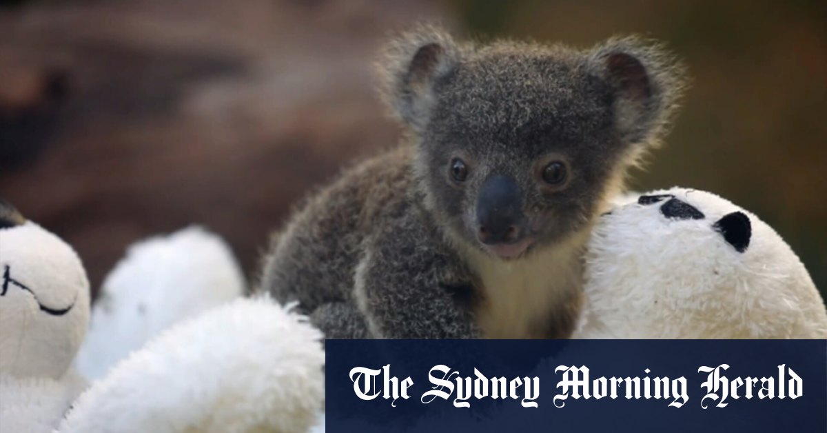 Video Baby koalas born