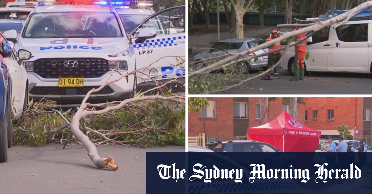 Video Woman killed by falling tree branch