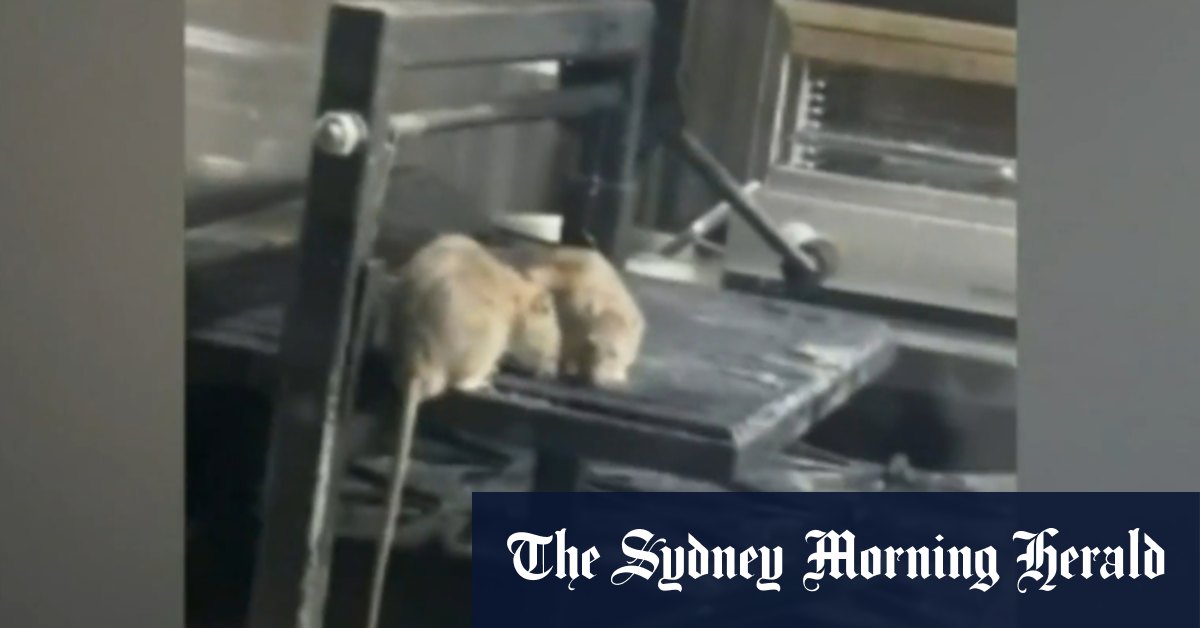 Rats seen eating on stove of inner-city restaurant